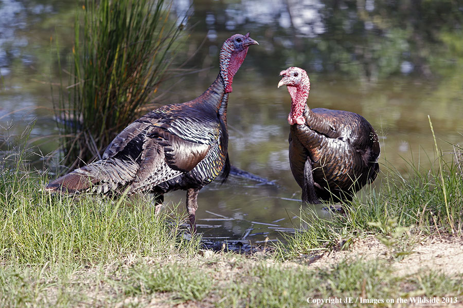 Rio Grande Turkeys in habitat. 