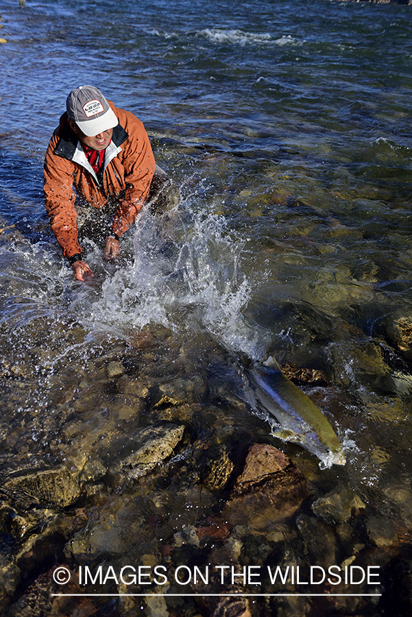 Flyfisherman releasing Arctic Char.