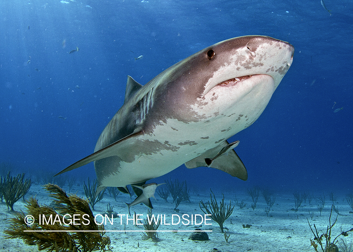 Tiger shark in habitat.