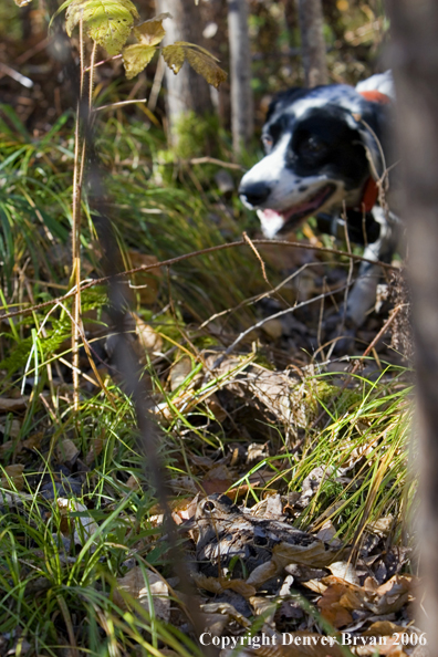 English Setter on point. Woodcock in foreground.