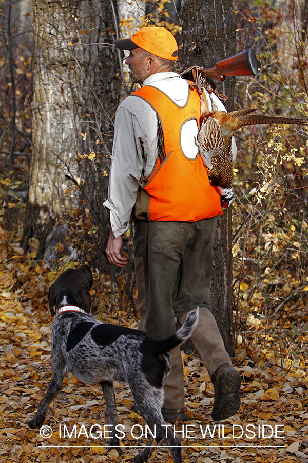 Pheasant hunter in field with Griffon Pointer.