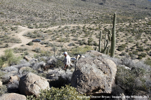 Upland game bird hunter with dog hunting desert quail in Arizona.