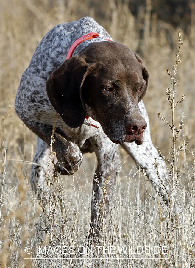 Braque Francais pointer on point.