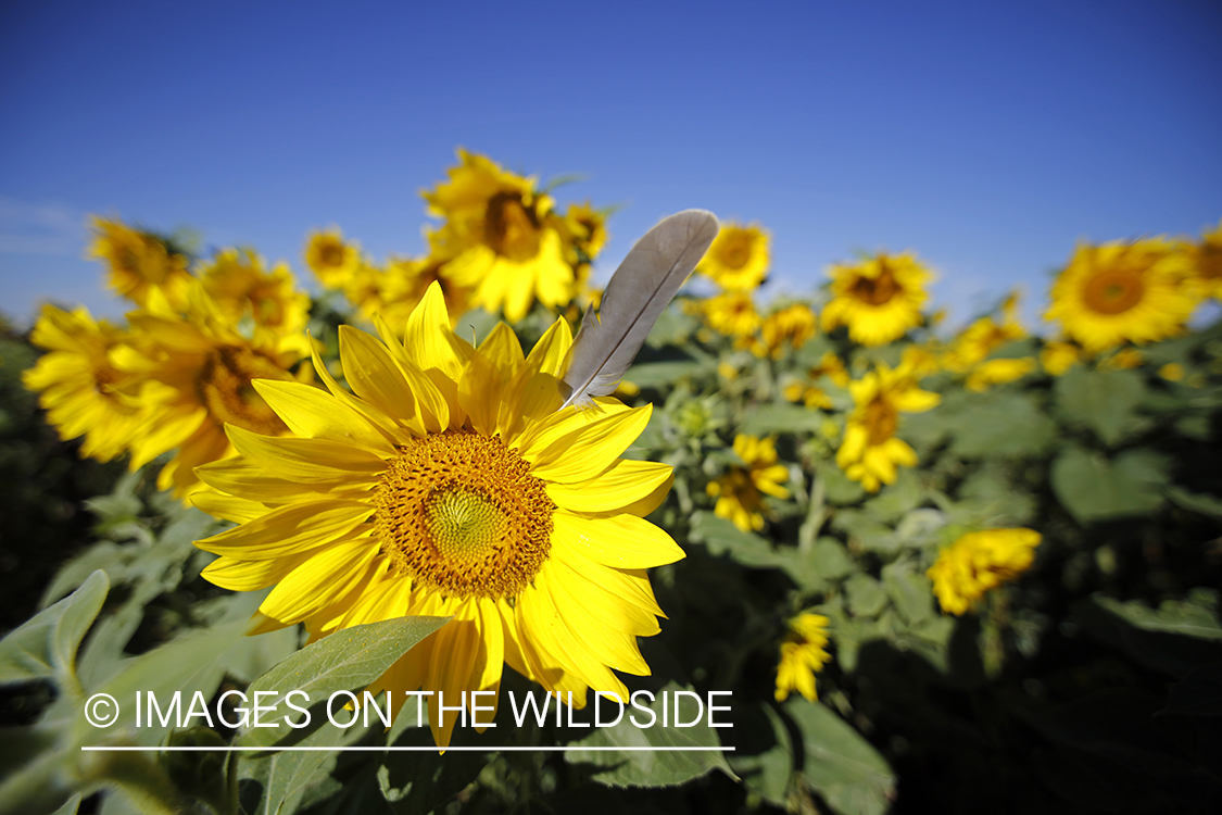 Dove feather in a sunflower.