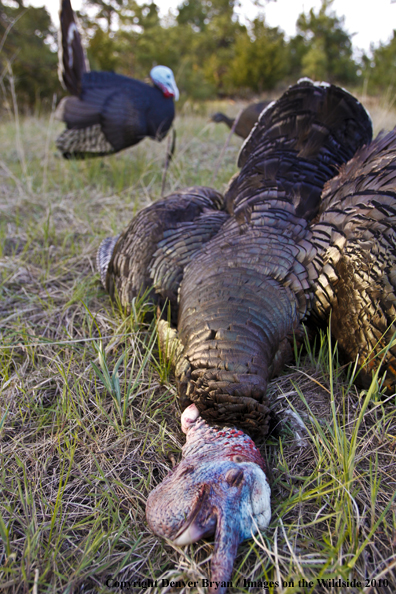 Bagged (Merriam's) Turkey