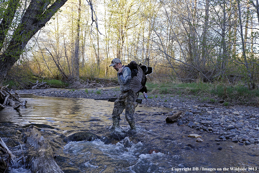 Turkey hunter in field with bagged turkey.