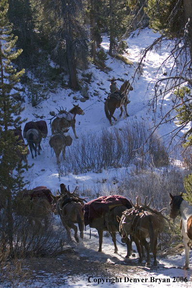 Elk hunters with bagged elk on horsepack string.  