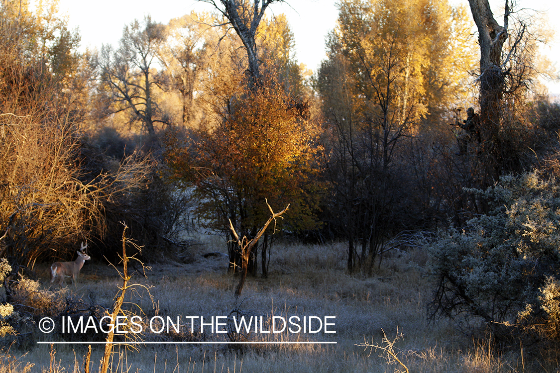 Bowhunter taking aim at White-tailed buck in field.