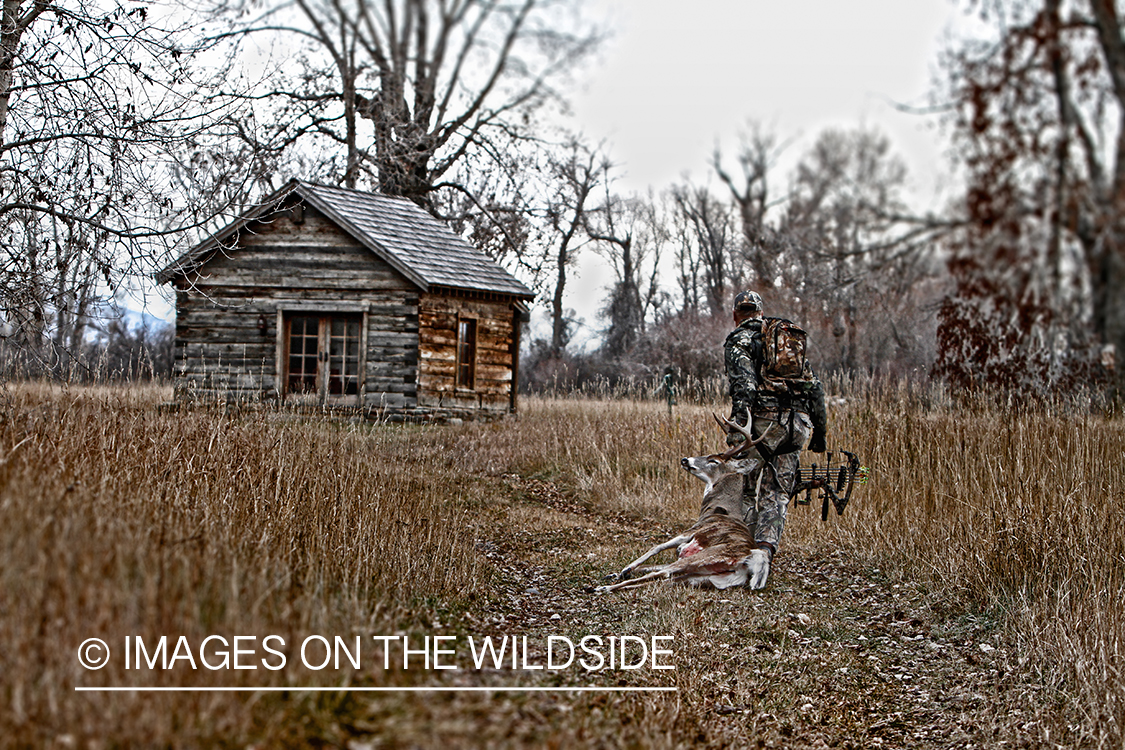 Bowhunter dragging bagged white-tailed buck.