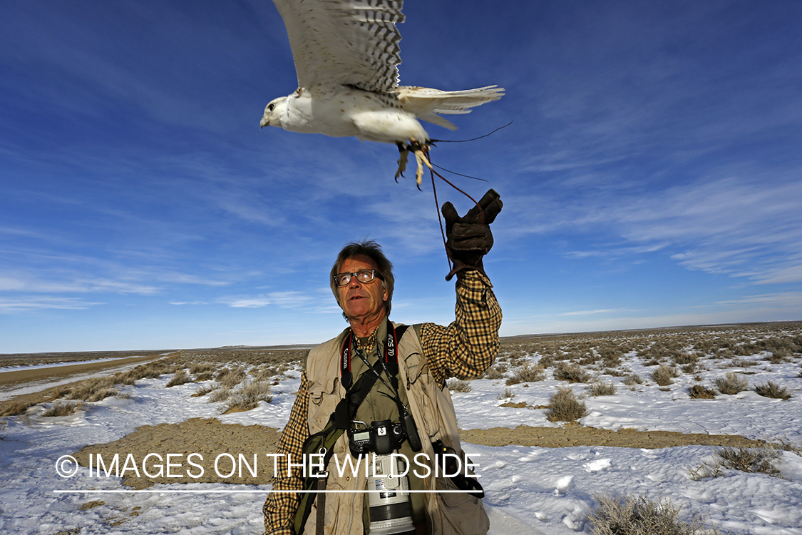 Falconer casting gyr falcon.
