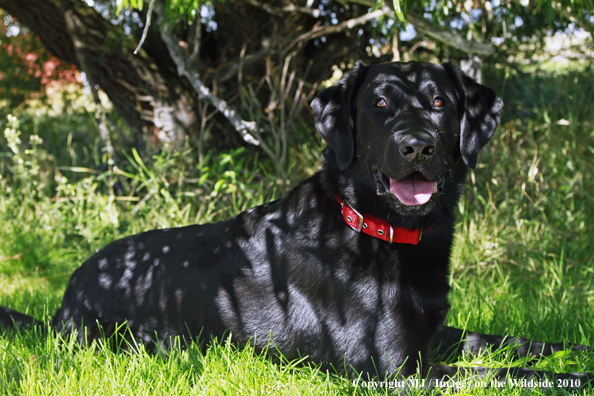 Black Labrador Retriever