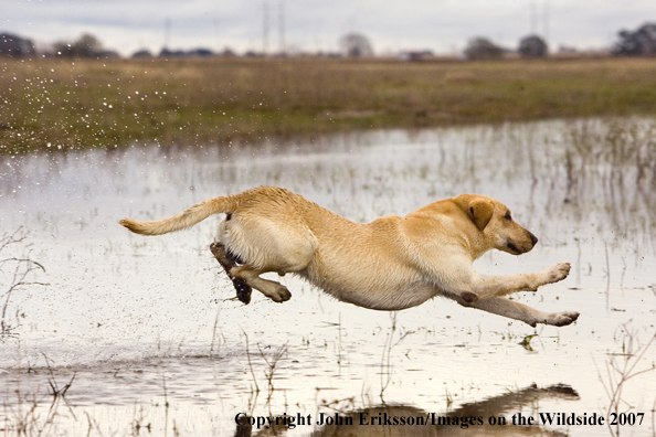 Yellow Labrador Retriever