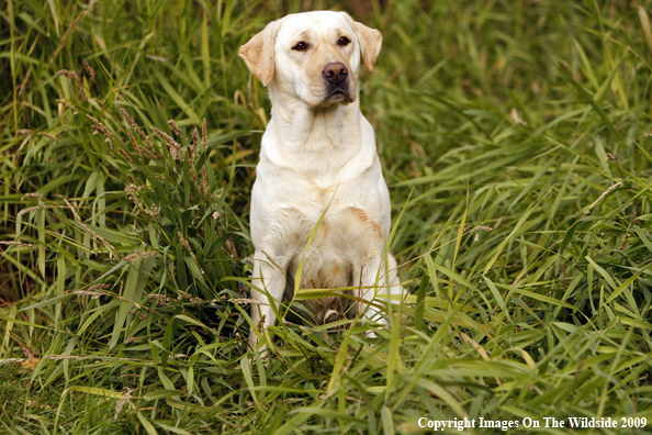 Yellow Labrador Retriever