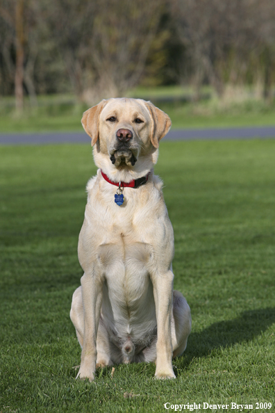 Yellow Labrador Retriever in yard