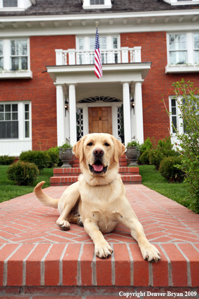 Yellow Labrador Retriever in front of house