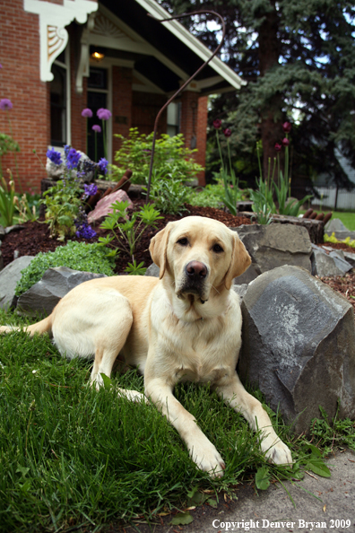 Yellow Labrador Retriever by flowers