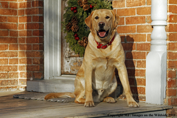 Yellow Labrador Retriever 