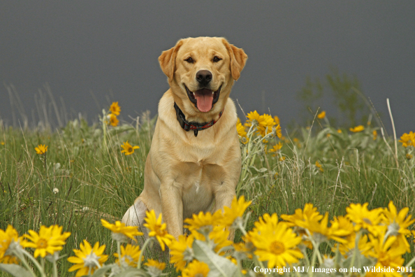 Yellow Labrador Retriever.