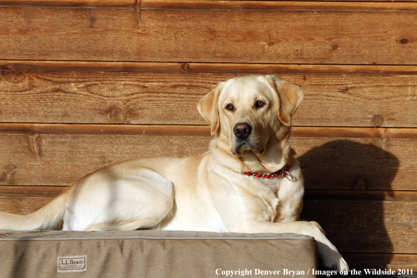 Yellow Labrador Retriever.