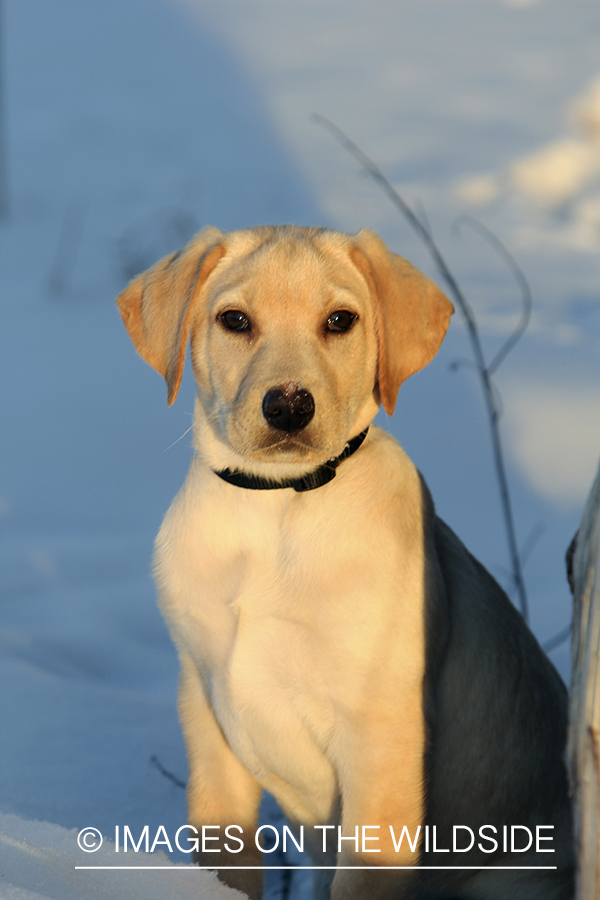 Yellow Labrador Retriever Puppy