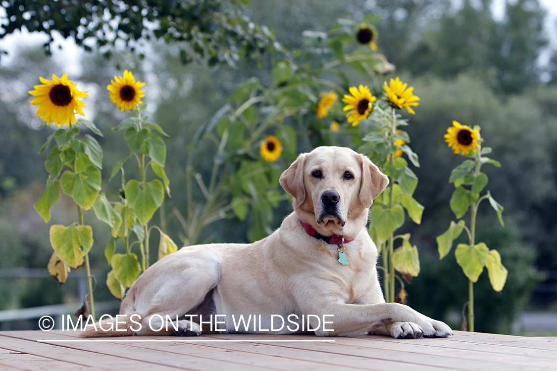 Yellow Labrador Retriever infront of sunflowers.