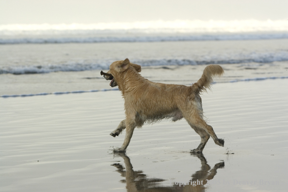 Golden Retriever fetching stick on beach.