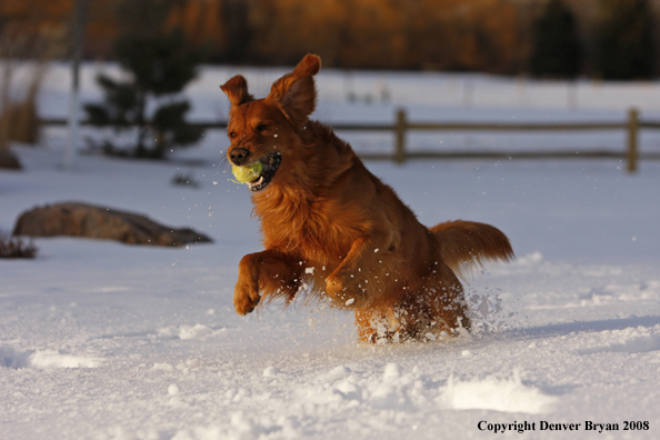 Golden Retriever in the winter