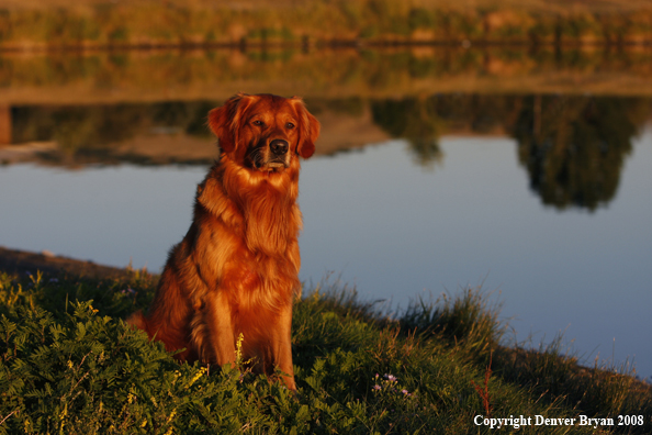 Golden Retriever 