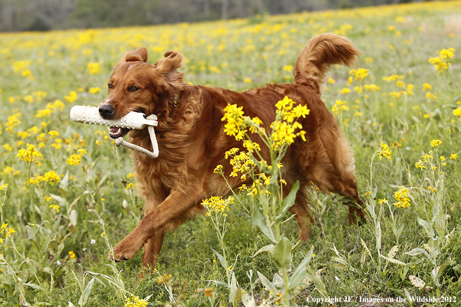 Golden Retriever with toy.