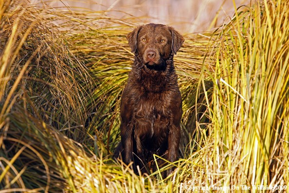 Chesapeake Bay Retriever