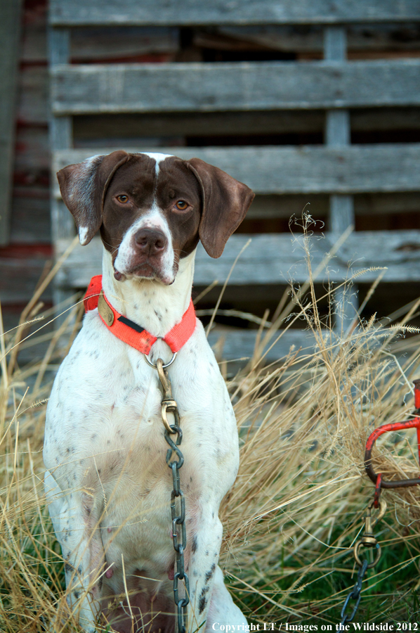 English pointer.
