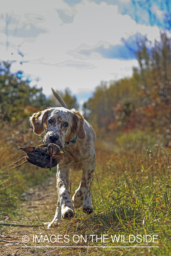 Young English Setter with woodcock.