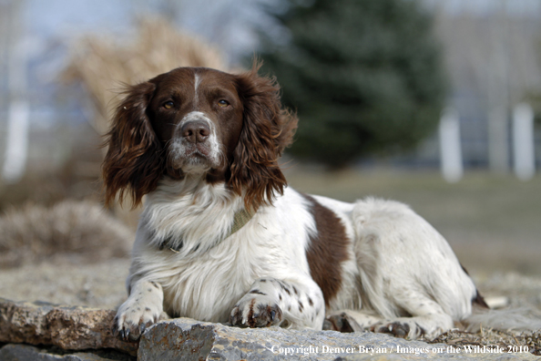 Springer Spaniel.