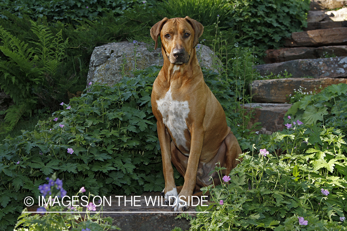 Rhodesian Ridgeback