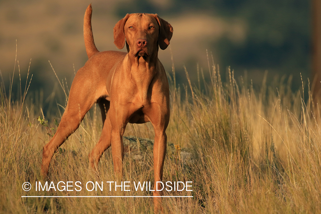 Vizsla in field.