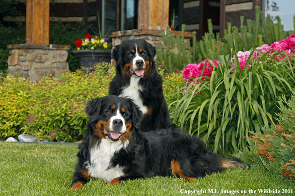 Bernese Mountain Dogs. 