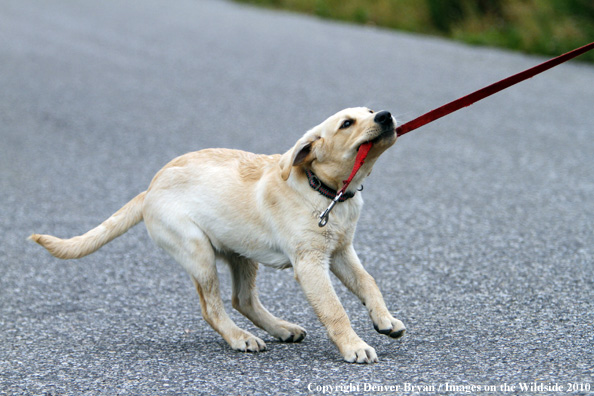 Yellow Labrador Retriever Puppy pulling on leash.