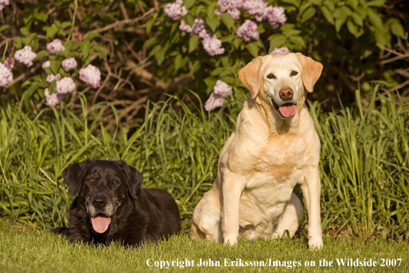 Black and Yellow Labrador Retrievers