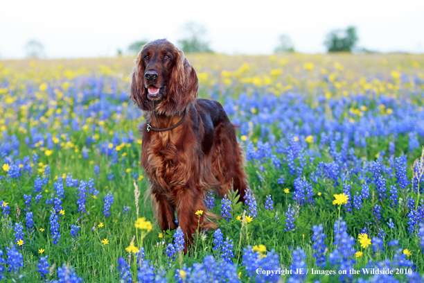 Irish Setter
