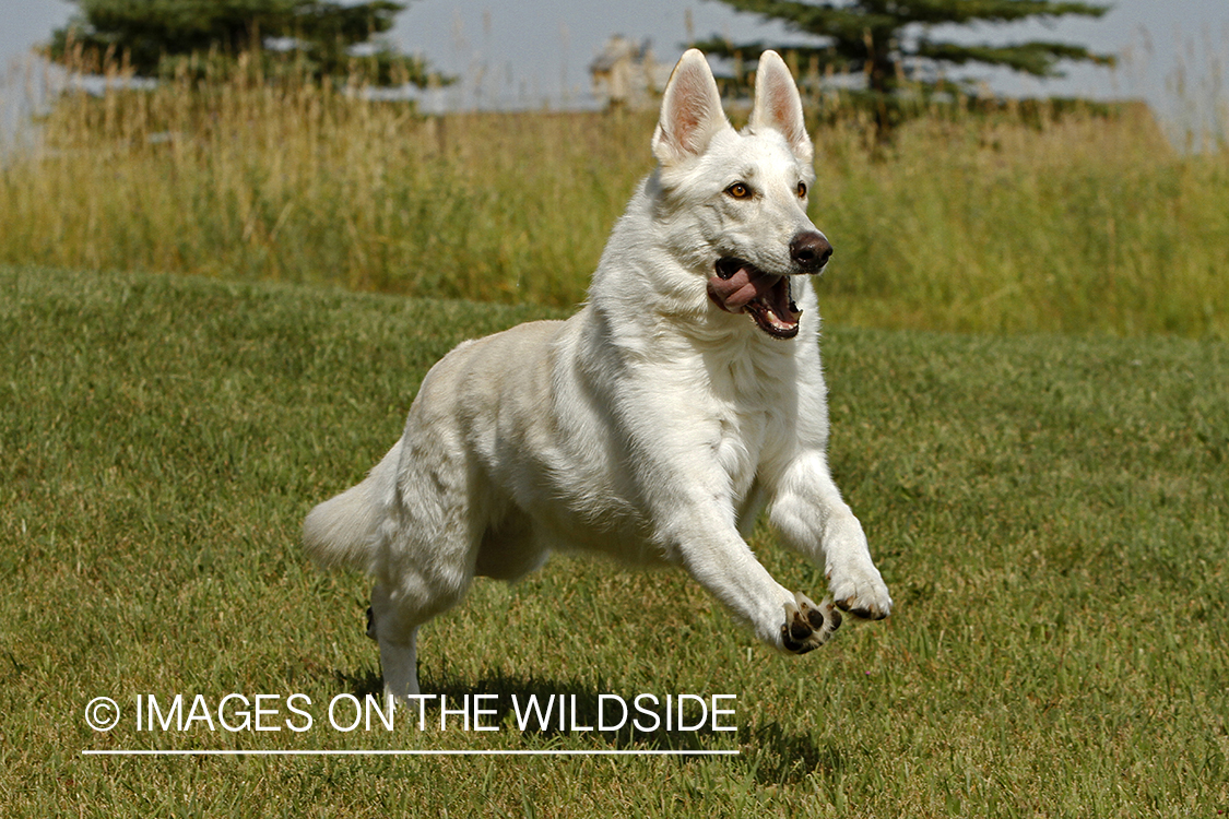 White German Shepherd