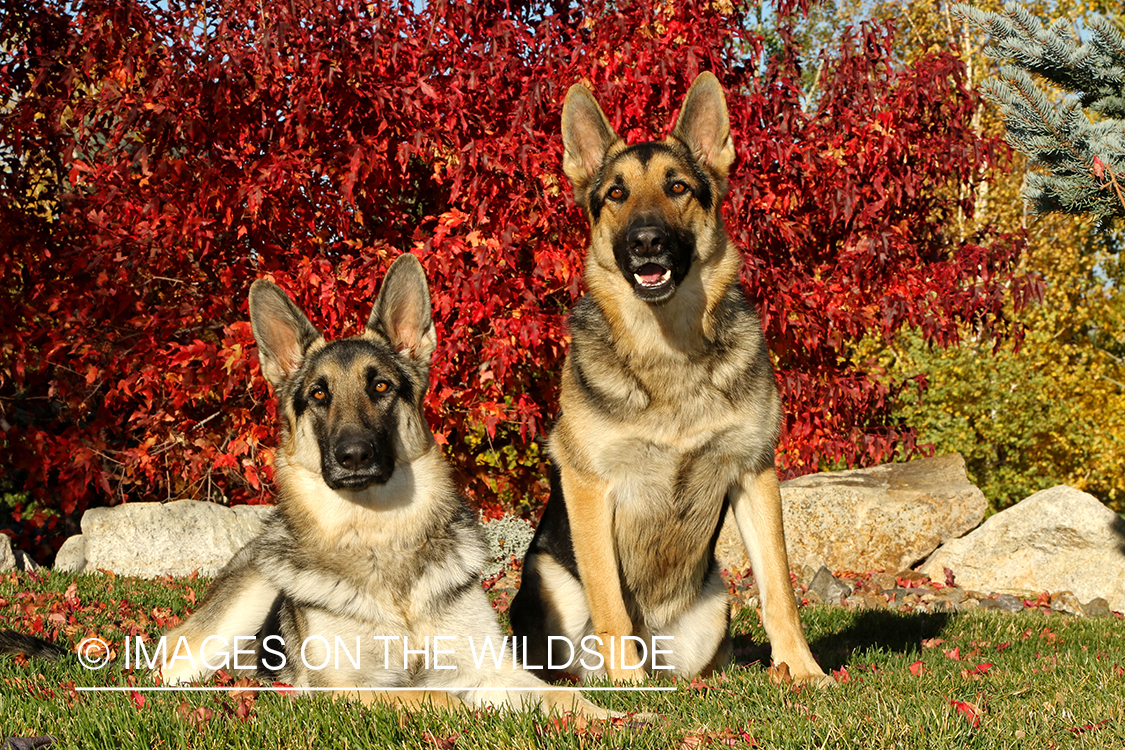 German Shepherds sitting in front of red fall tree.