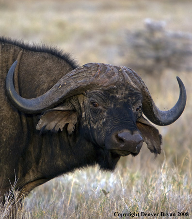 Cape Buffalo in habitat
