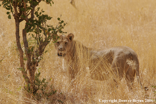 African lioness