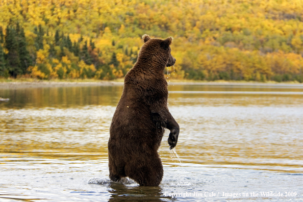 Brown bear in habitat