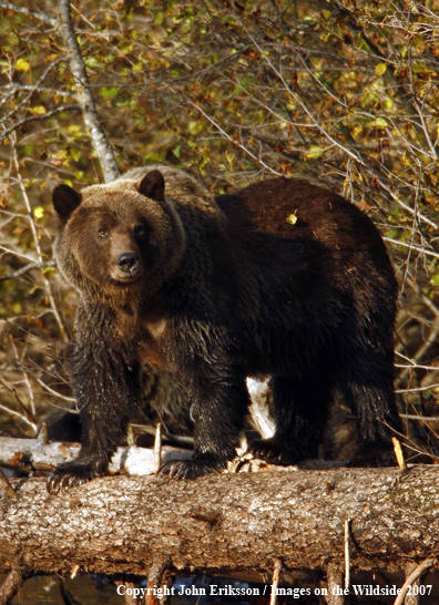 Grizzly bear in habitat