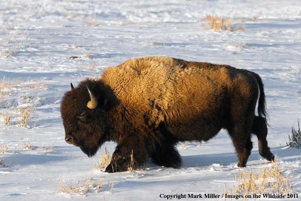 American Bison in winter habitat.