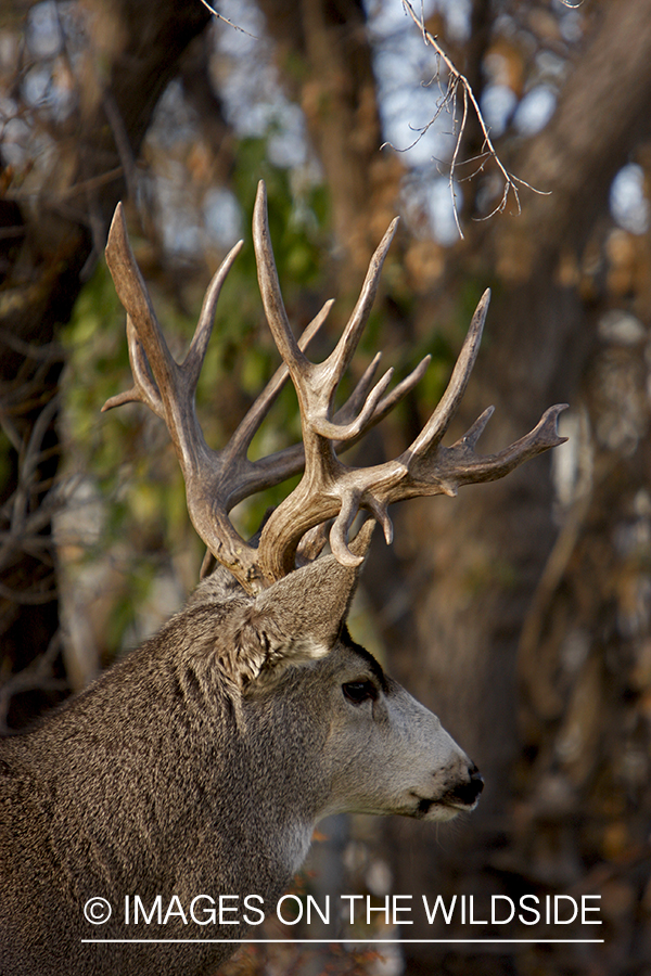 Mule deer 
