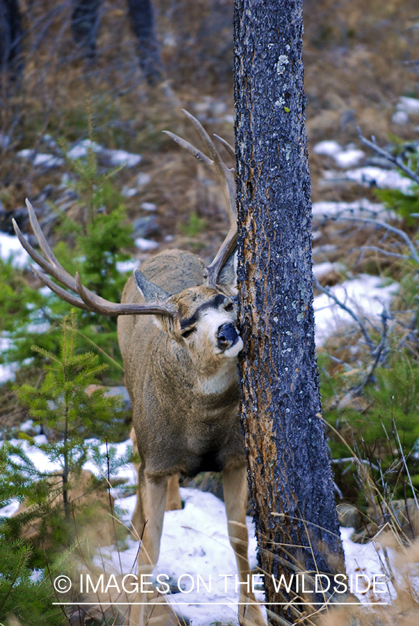Mule deer 