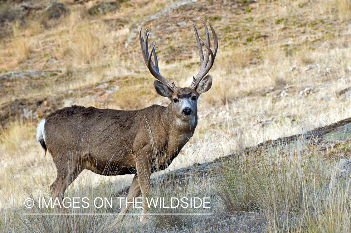 Mule Buck in Field 
