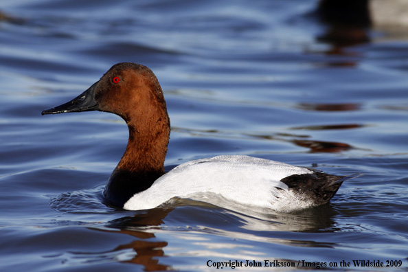 Canvasback drake in habitat
